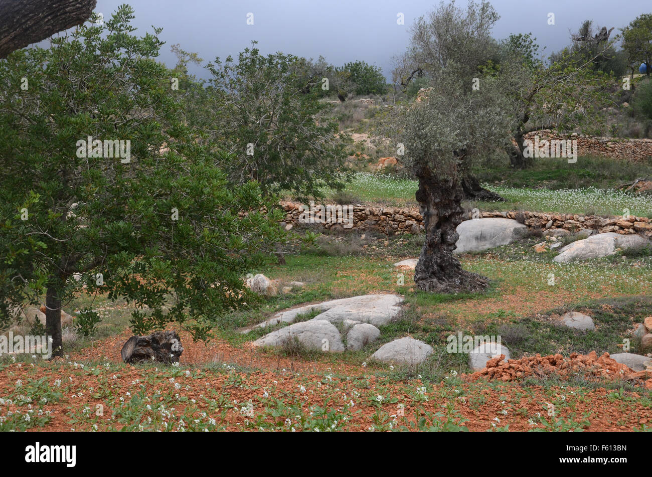 olive and almond trees in orchard near Santa Agnes de Corona, Ibiza Spain Stock Photo