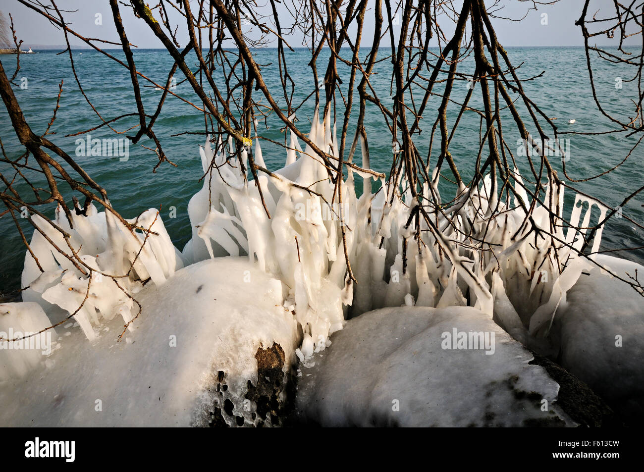 Ice-covered branches from a tree leaning into Lake Geneva during the February 2012 European cold wave in Rolle, Switzerland Stock Photo