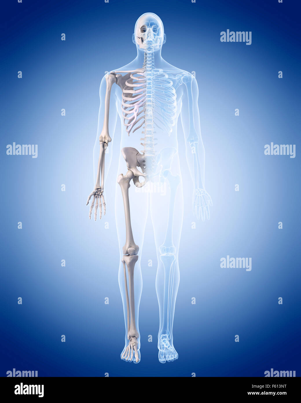 medically accurate illustration of the human skeleton Stock Photo - Alamy