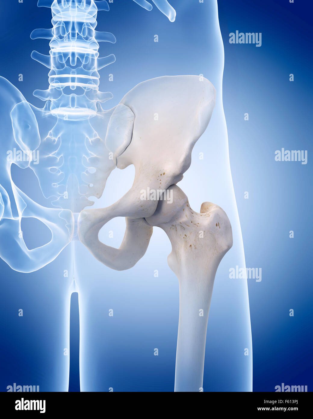 Human Hip Anatomy Hi Res Stock Photography And Images Alamy