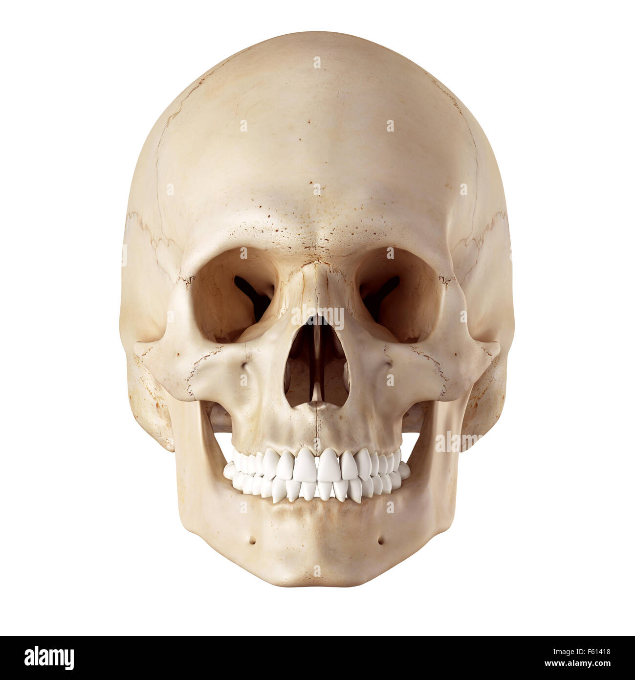 medical accurate illustration of the human skull Stock Photo