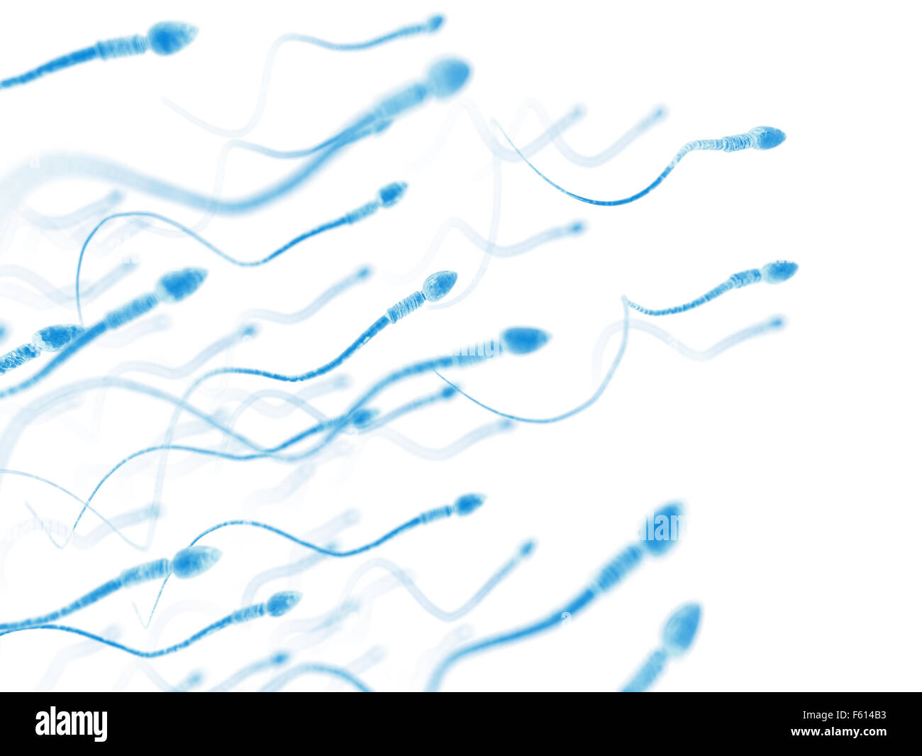 medically accurate illustration of human sperms Stock Photo