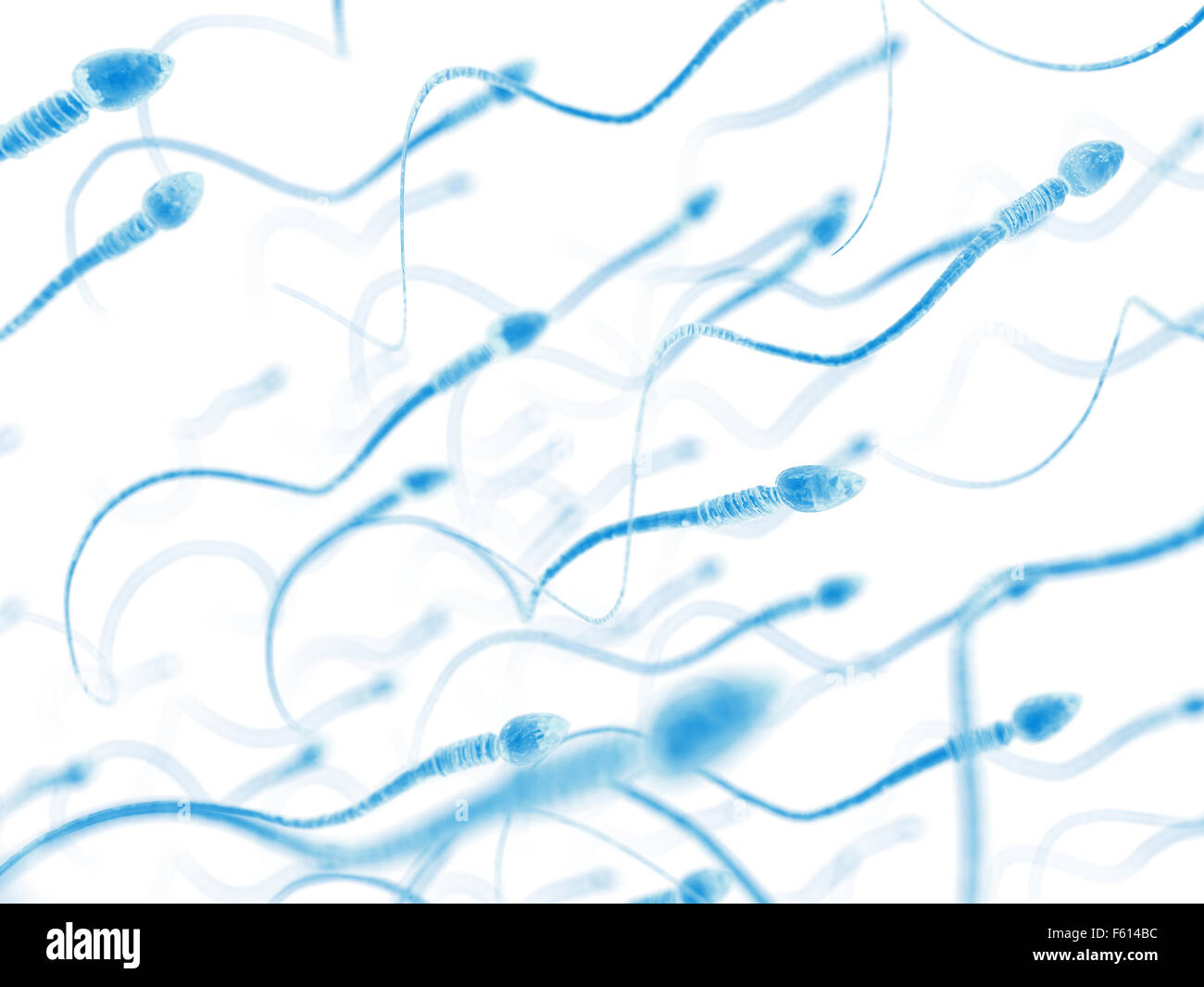 medically accurate illustration of human sperms Stock Photo