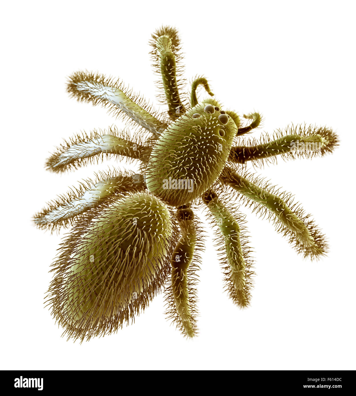 SEM style illustration of a spider Stock Photo