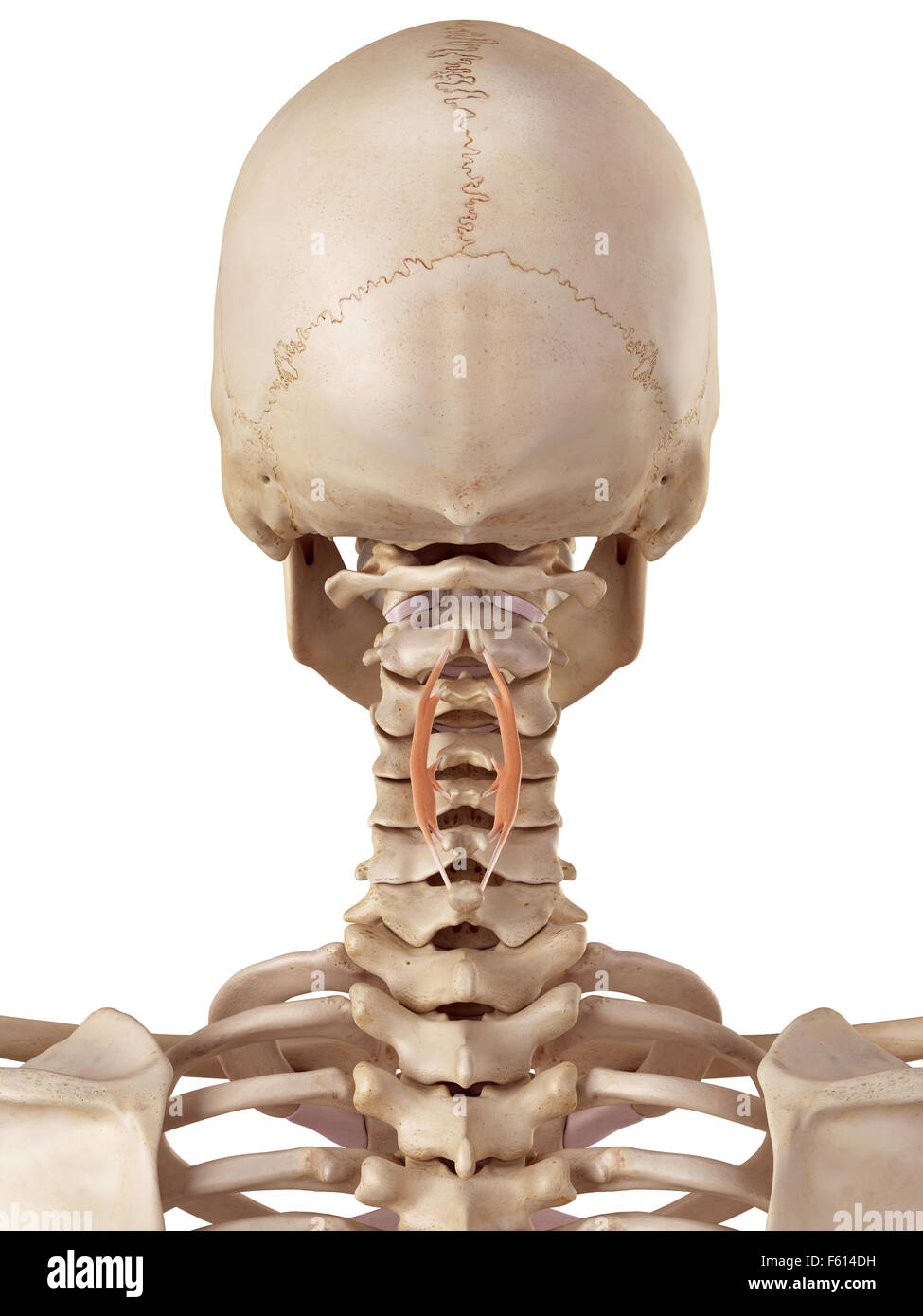 medical accurate illustration of the spinalis cervicis Stock Photo