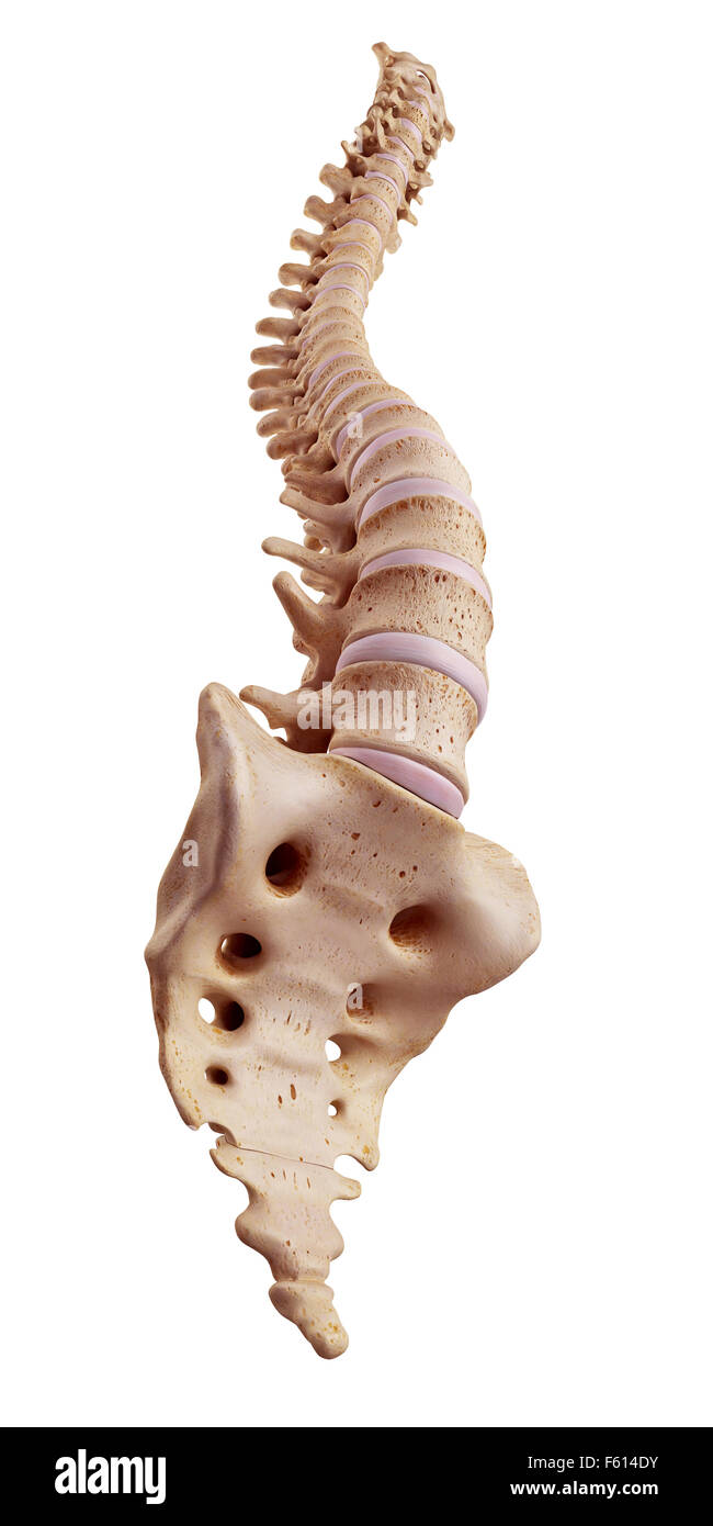medically accurate illustration of the human spine Stock Photo