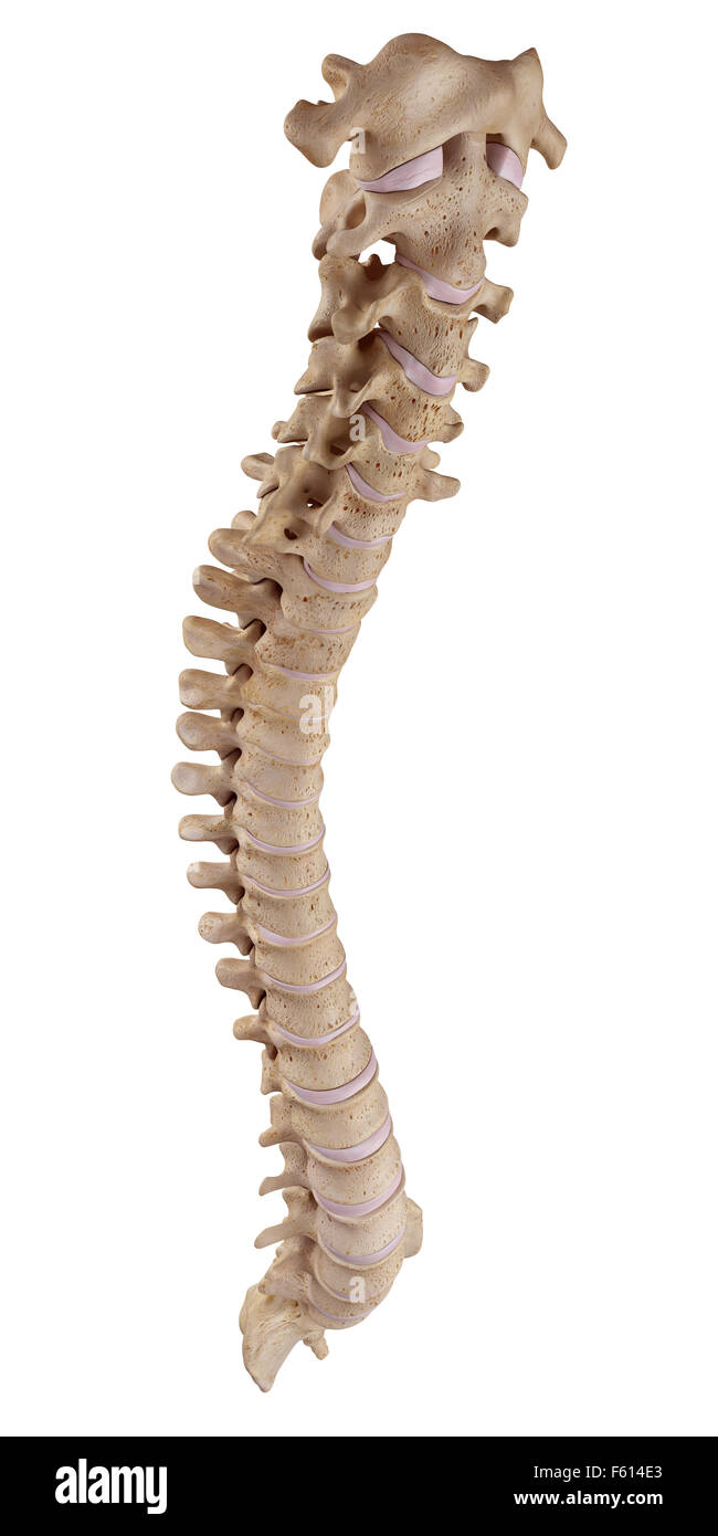 medically accurate illustration of the human spine Stock Photo