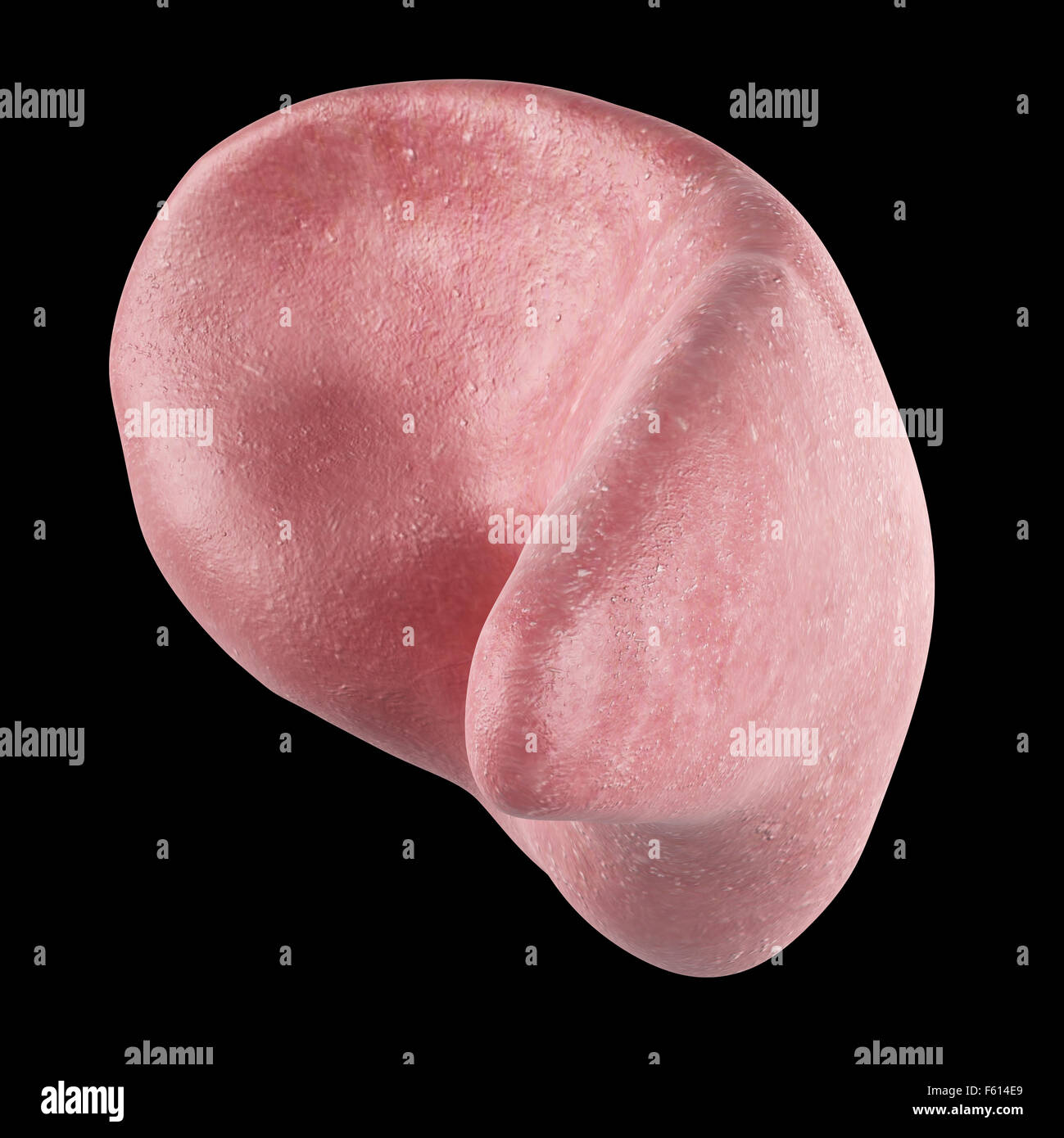 medically accurate illustration of the spleen Stock Photo Alamy