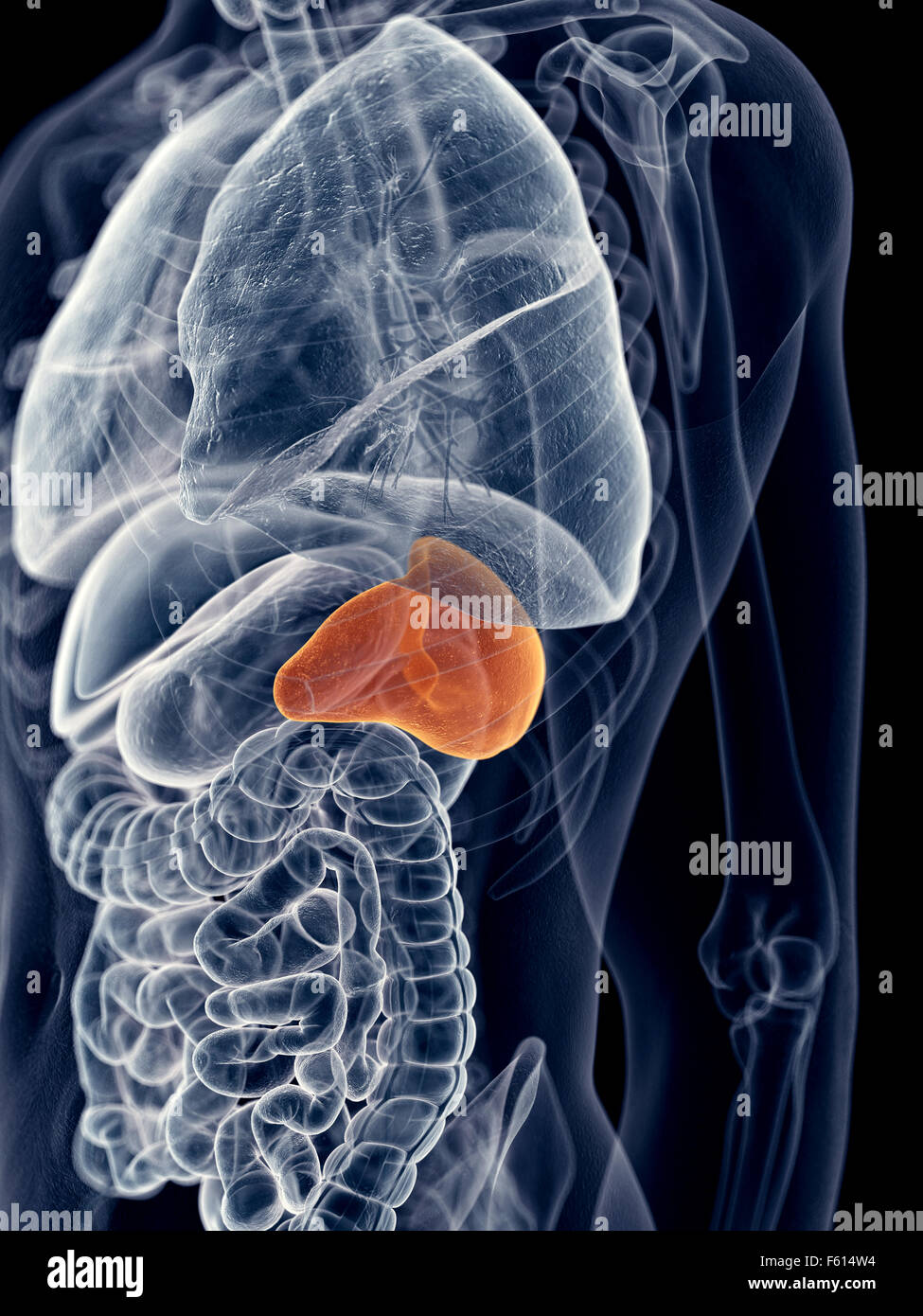 Human Spleen Anatomy Illustration Hi res Stock Photography And Images 