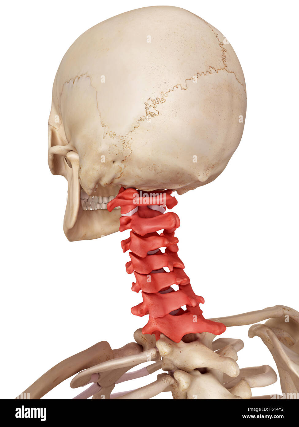 medical accurate illustration of the cervical spine Stock Photo