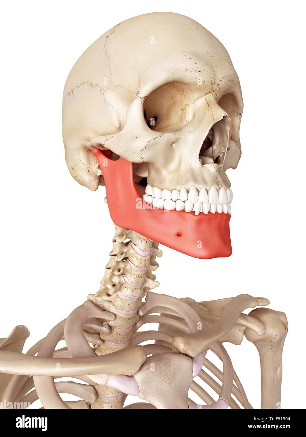 Human Jaw Bone High Resolution Stock Photography and Images - Alamy