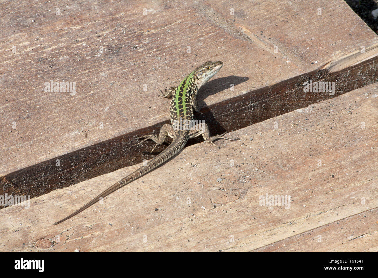 Lizard on wooden planks watching back Stock Photo