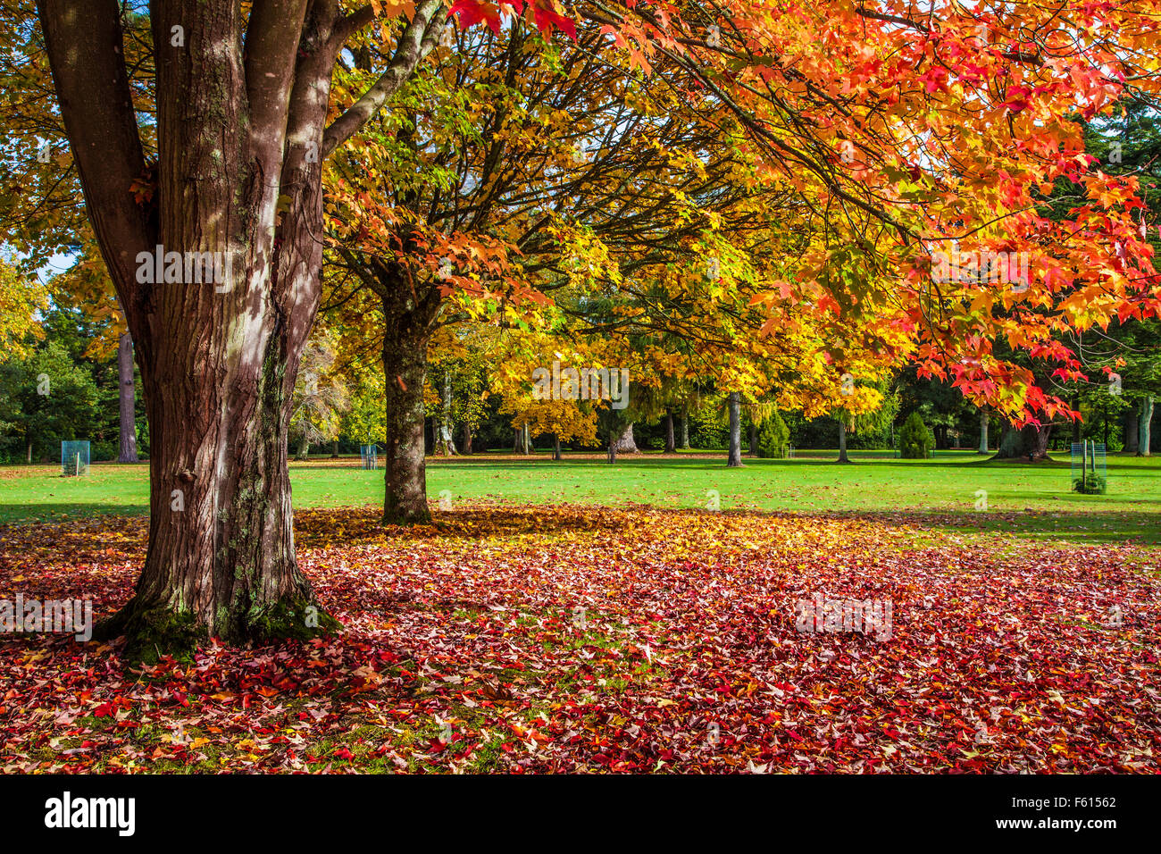 Red Maple, Acer rubrum 'October Glory', and Fastigiate Norway Maple, Acer platanoides 'Columnare' at Bowood in Wiltshire. Stock Photo