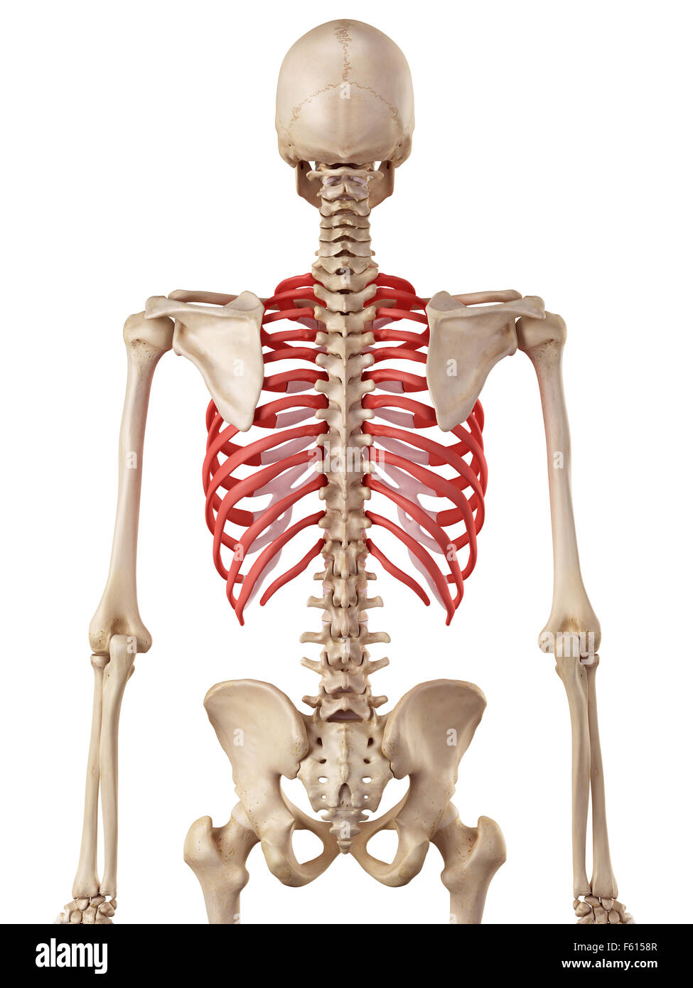 477 Large Rib Cage Stock Photos, High-Res Pictures, and Images - Getty  Images