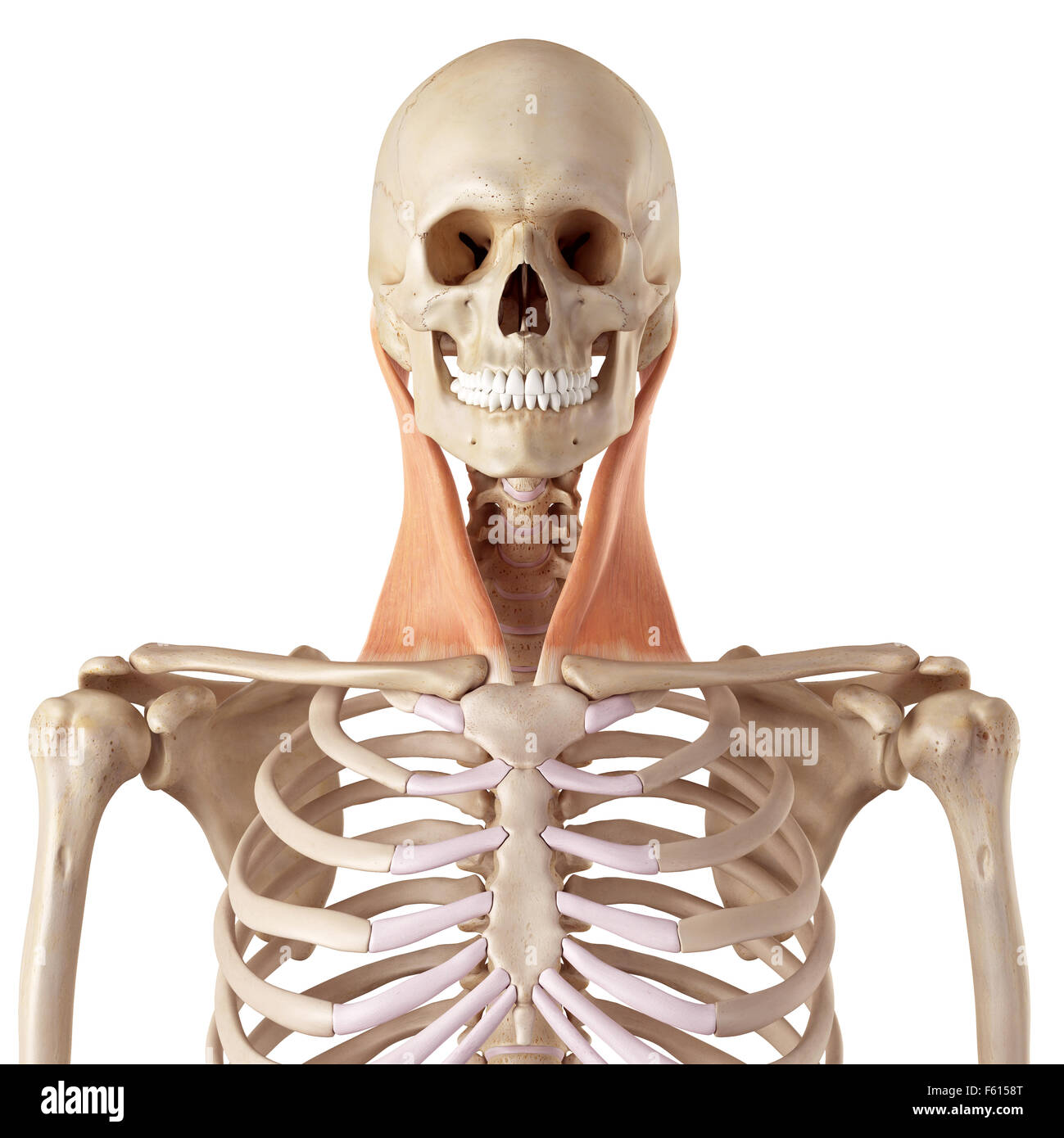 medical accurate illustration of the sternocleidomastoid Stock Photo