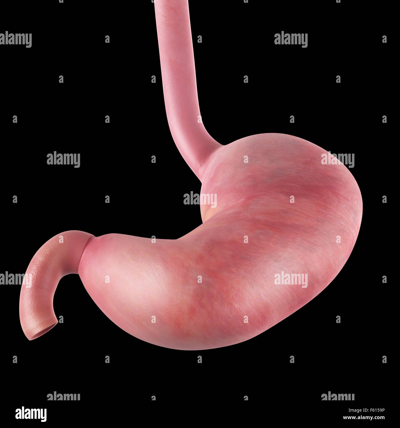 medically accurate illustration of the stomach Stock Photo