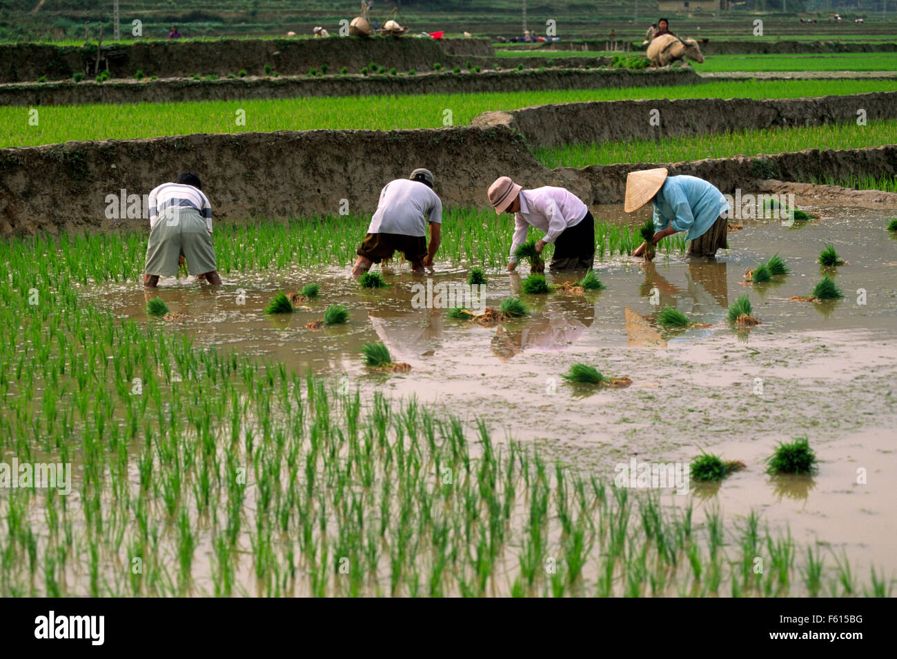 Vietnam, Ha Giang province, Yen Minh, rice fields, Tay hill tribe farmers Stock Photo
