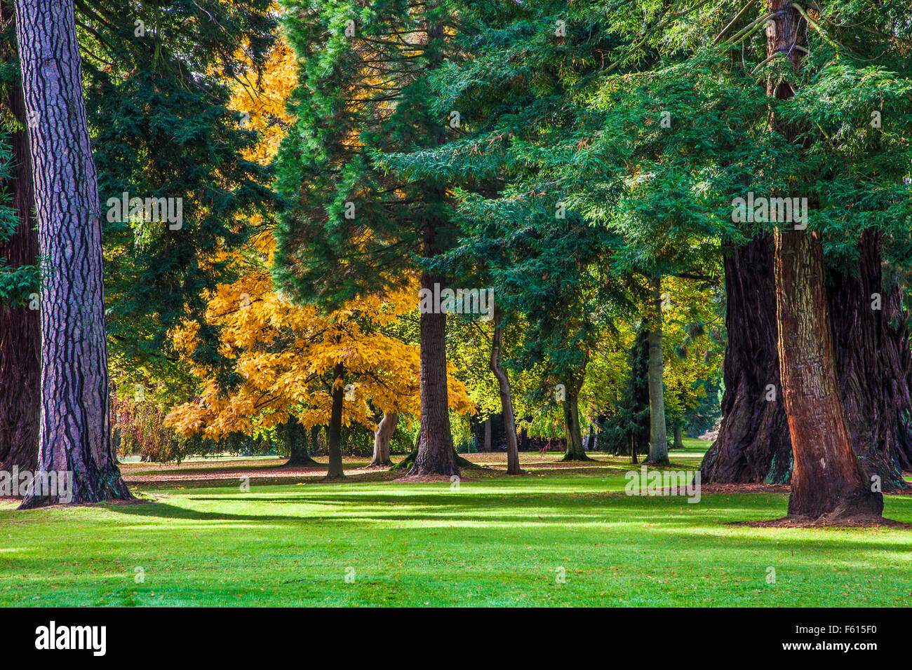 The pinetum on the  Bowood Estate in Wiltshire in autumn. Stock Photo