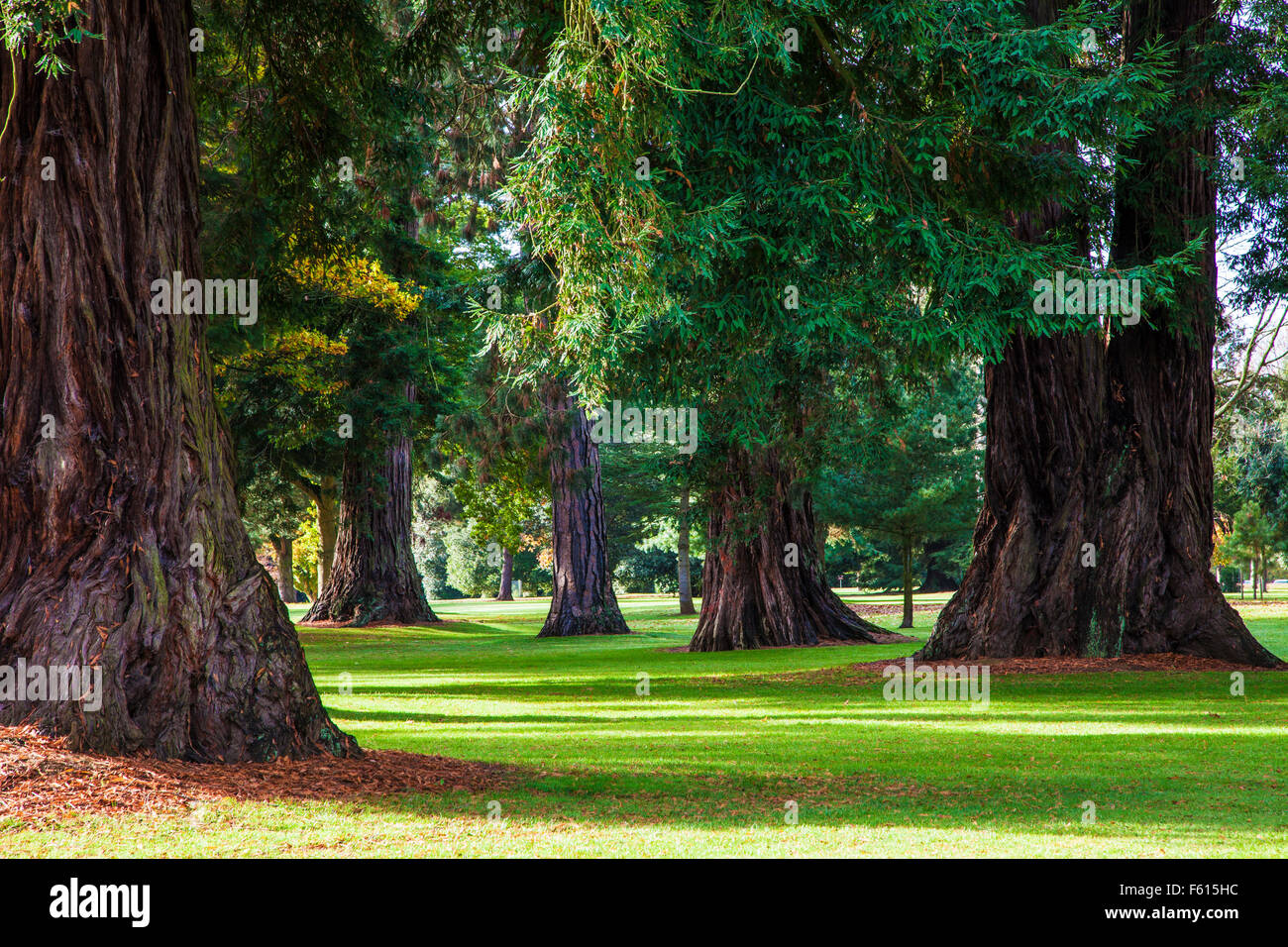 Sequoia sempervirens or Coast Redwoods in the pinetum on the  Bowood Estate in Wiltshire. Stock Photo