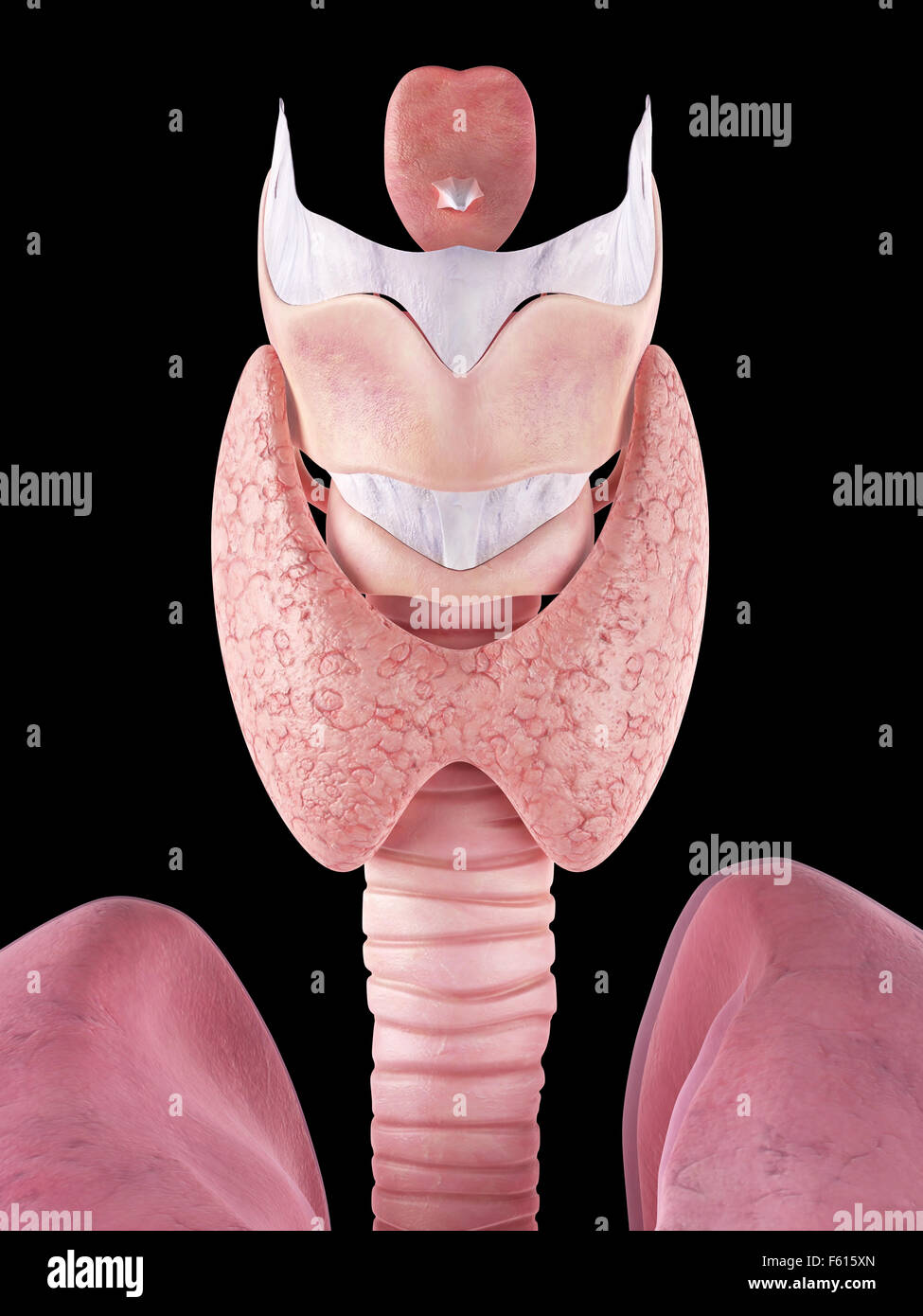 medically accurate illustration of the thyroid gland Stock Photo