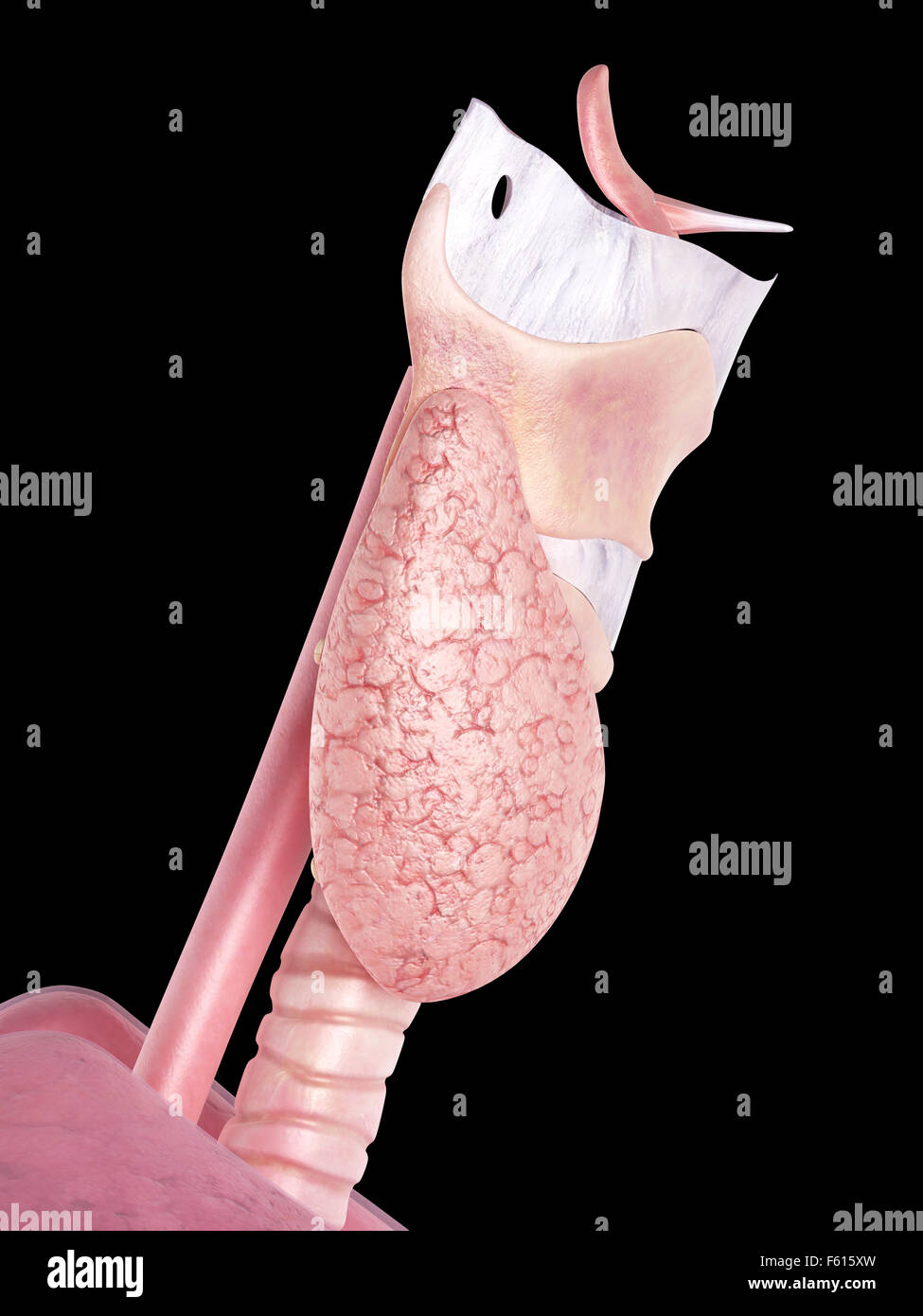 medically accurate illustration of the thyroid gland Stock Photo
