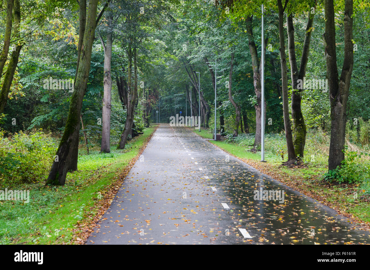 Alley with fallen leaves in autumn park Stock Photo - Alamy
