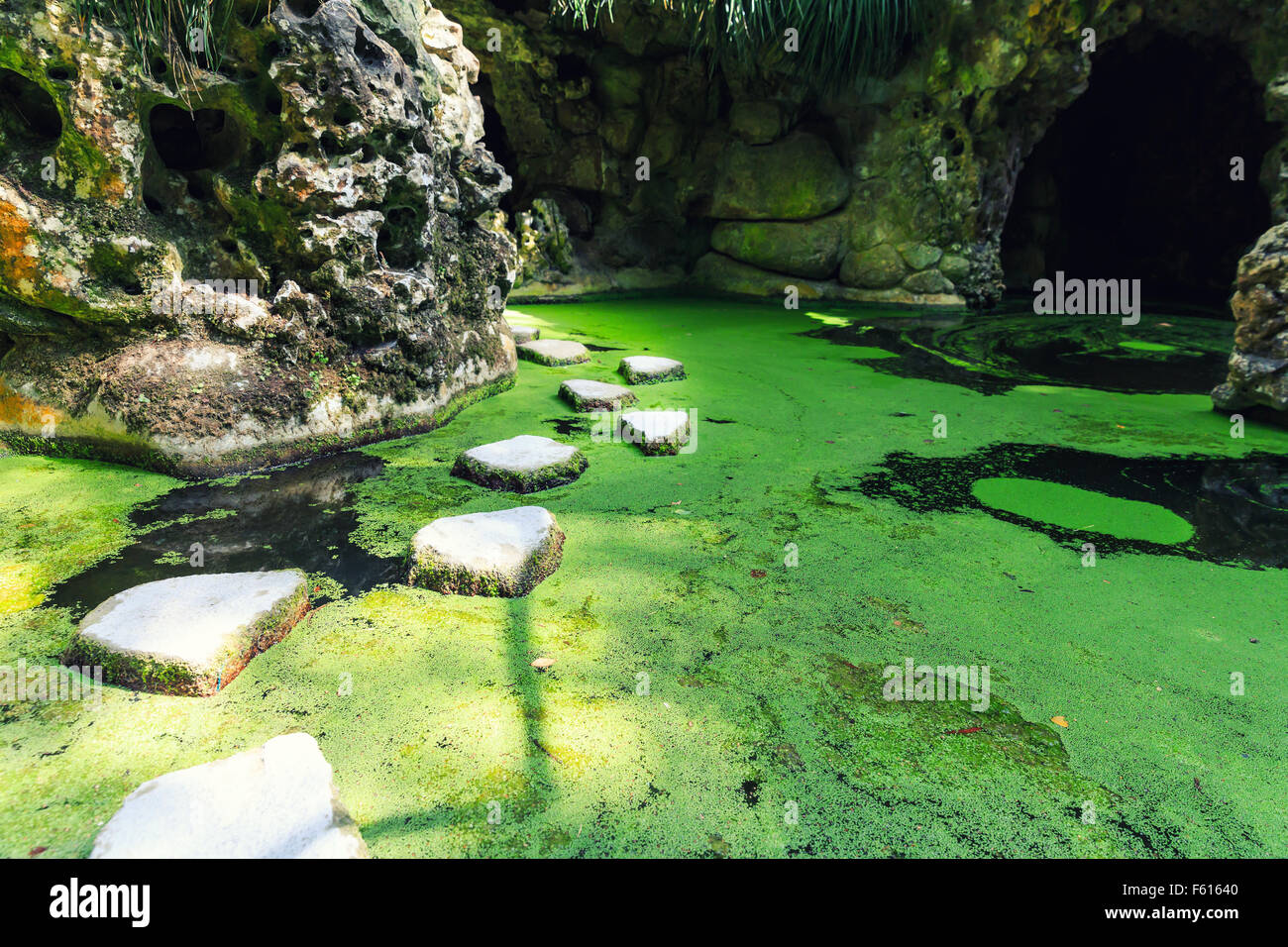 Swamp With Rocks Wild swamp in caves with stones in the forest Stock Photo - Alamy