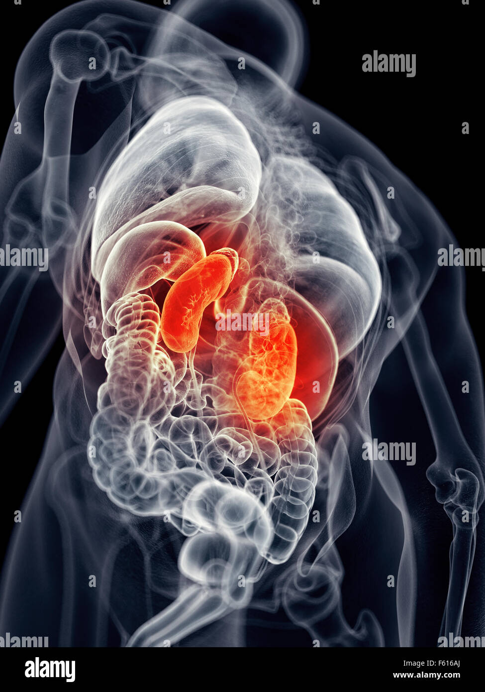 medically accurate illustration - painful kidney Stock Photo