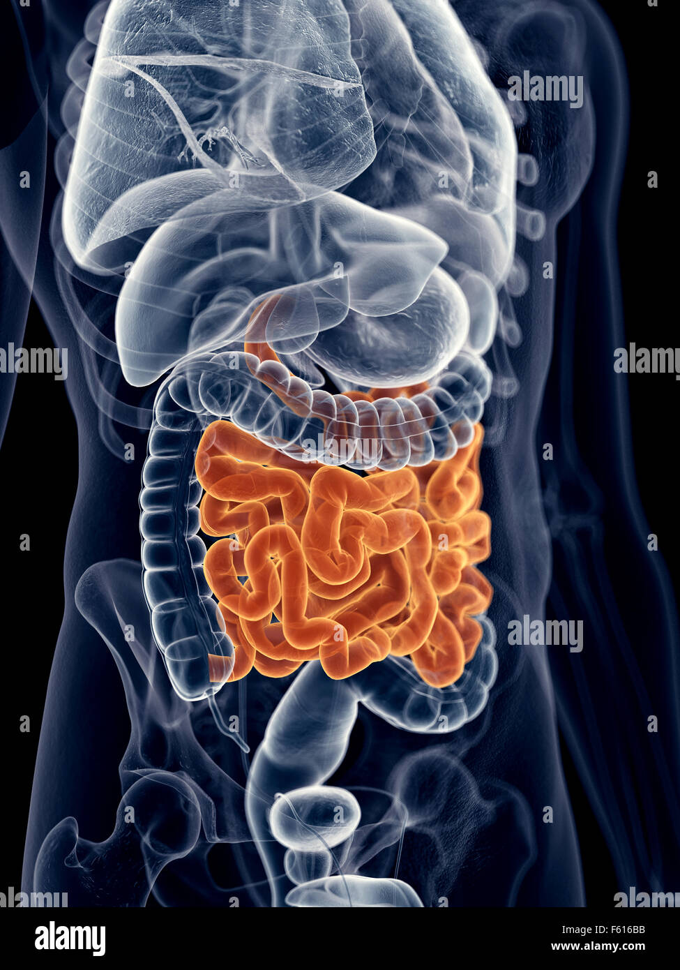 Small intestine hi-res stock photography and images - Alamy