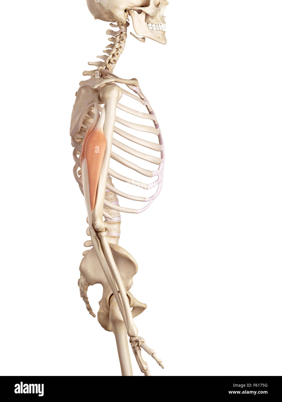 medical accurate illustration of the triceps Stock Photo Alamy