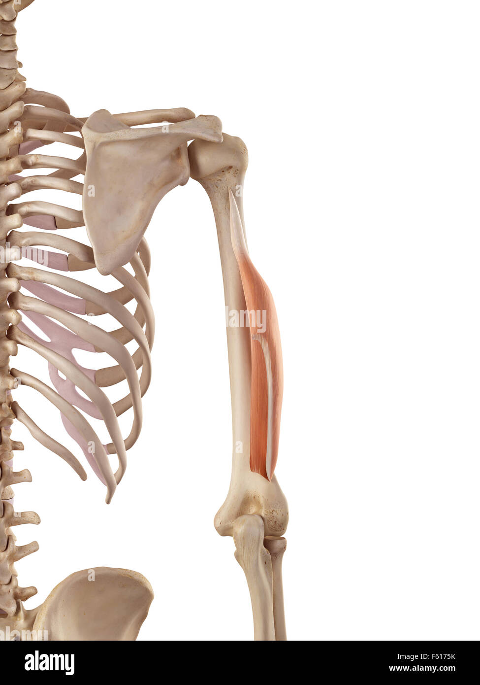 medical accurate illustration of the triceps lateral head Stock Photo