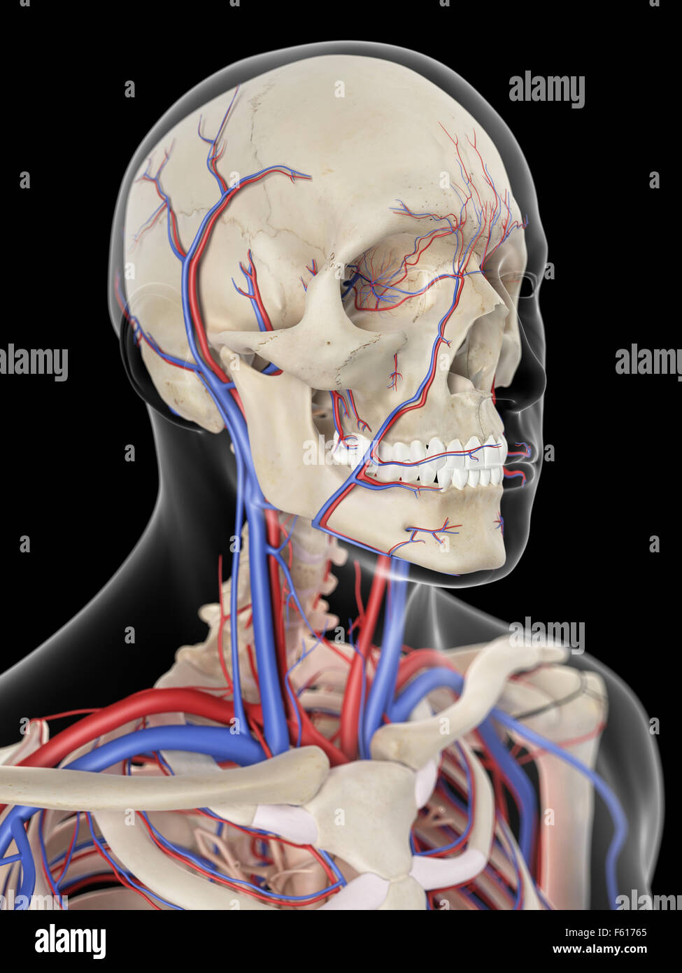 Расширение яремных вен. Сонная артерия и яремная Вена. Внутренняя яремная Вена анатомия.