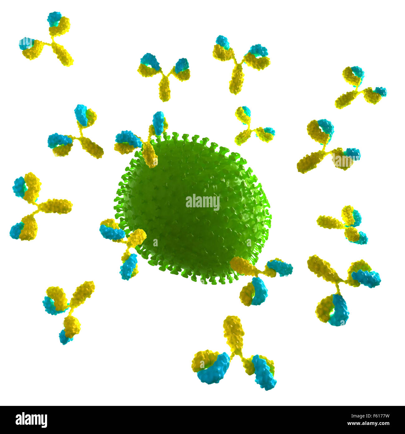 medically accurate illustration of a virus being attacked by antibodies Stock Photo