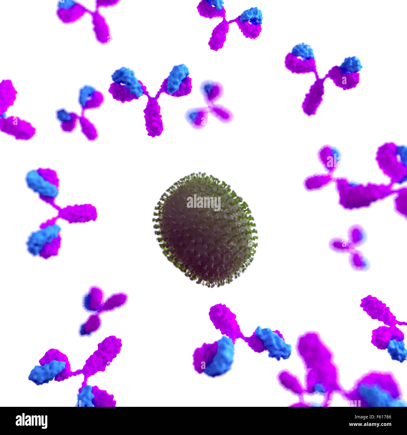 Antibody molecule structure model hi-res stock photography and images ...