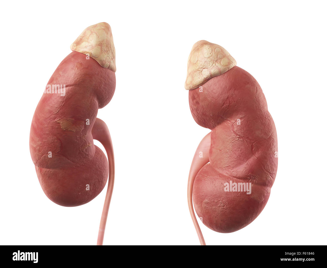 medically accurate illustration of the kidney Stock Photo