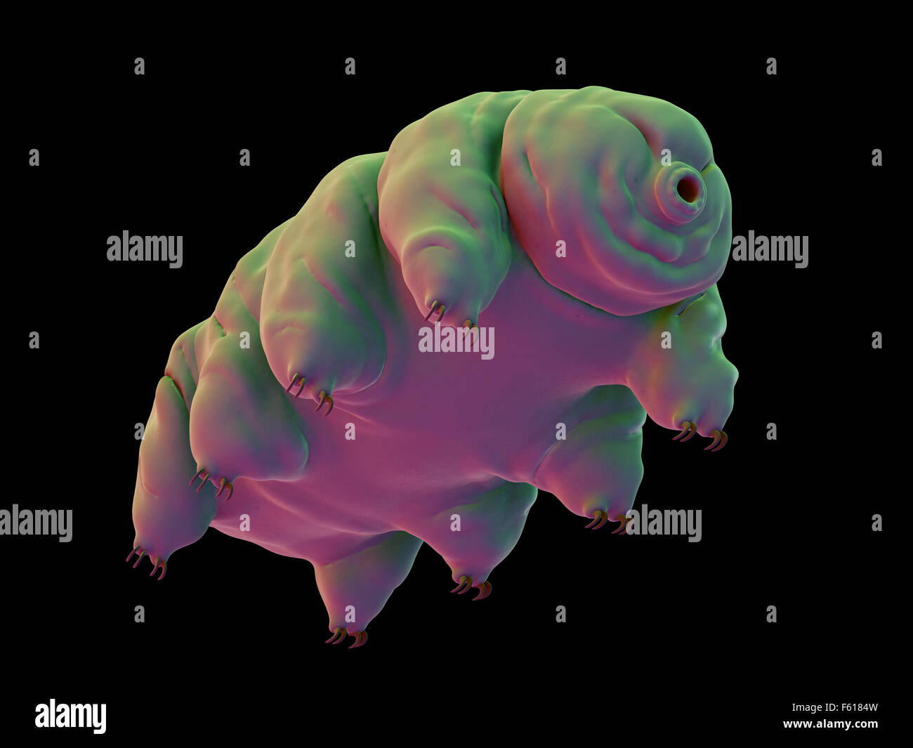 medically accurate illustration of a water bear Stock Photo