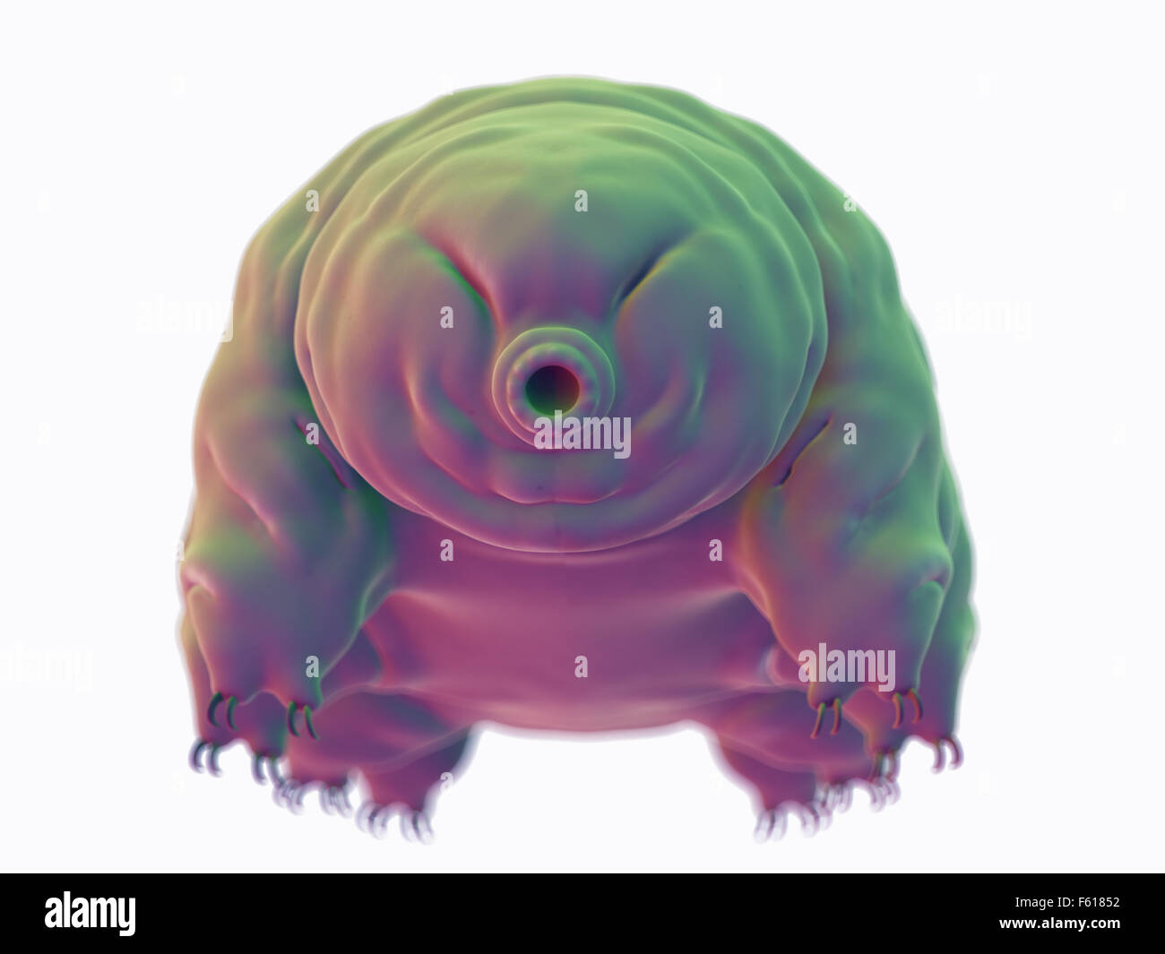 medically accurate illustration of a water bear Stock Photo
