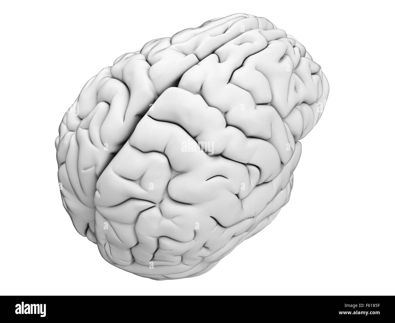 medically accurate illustration of the human brain Stock Photo