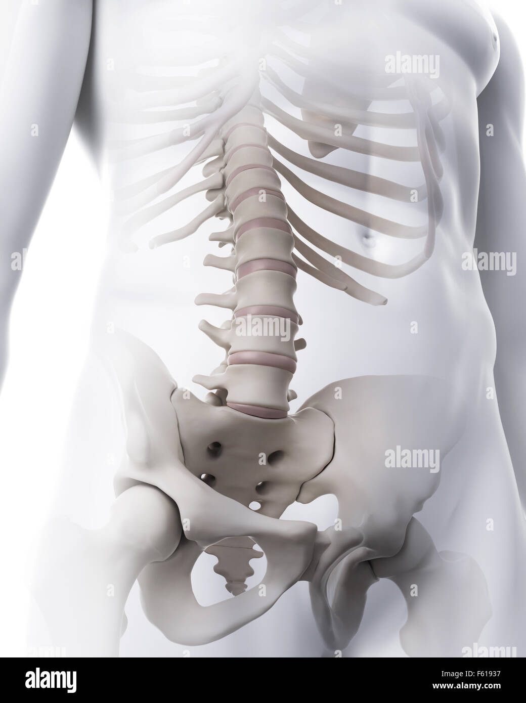 medically accurate illustration of the lumbar spine Stock Photo