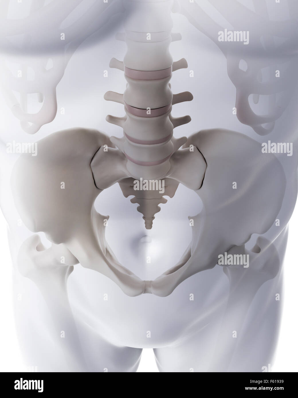 medically accurate illustration of the lumbar spine Stock Photo