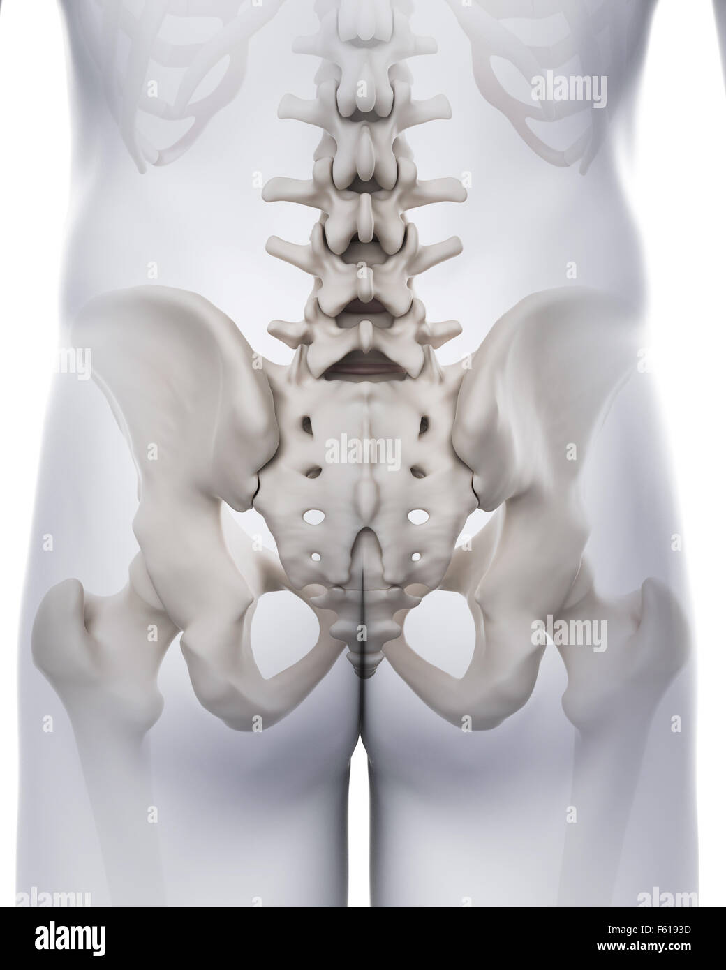 medically accurate illustration of the sacrum Stock Photo