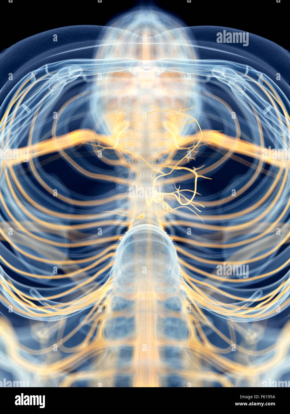 Vagus Nerve Hi Res Stock Photography And Images Alamy