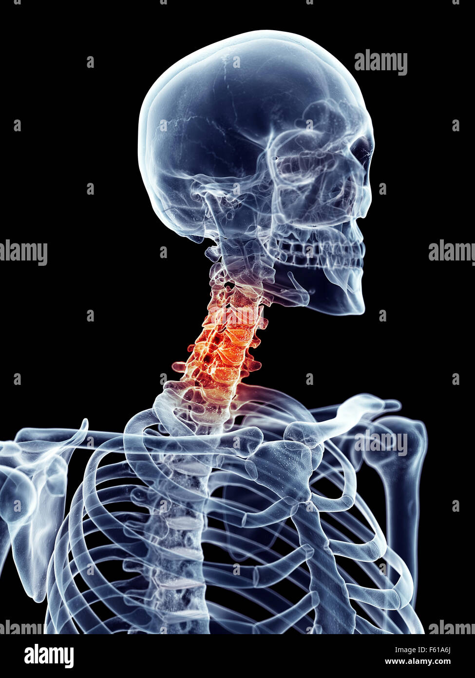 Human skull cervical spine illustration hi-res stock photography and ...