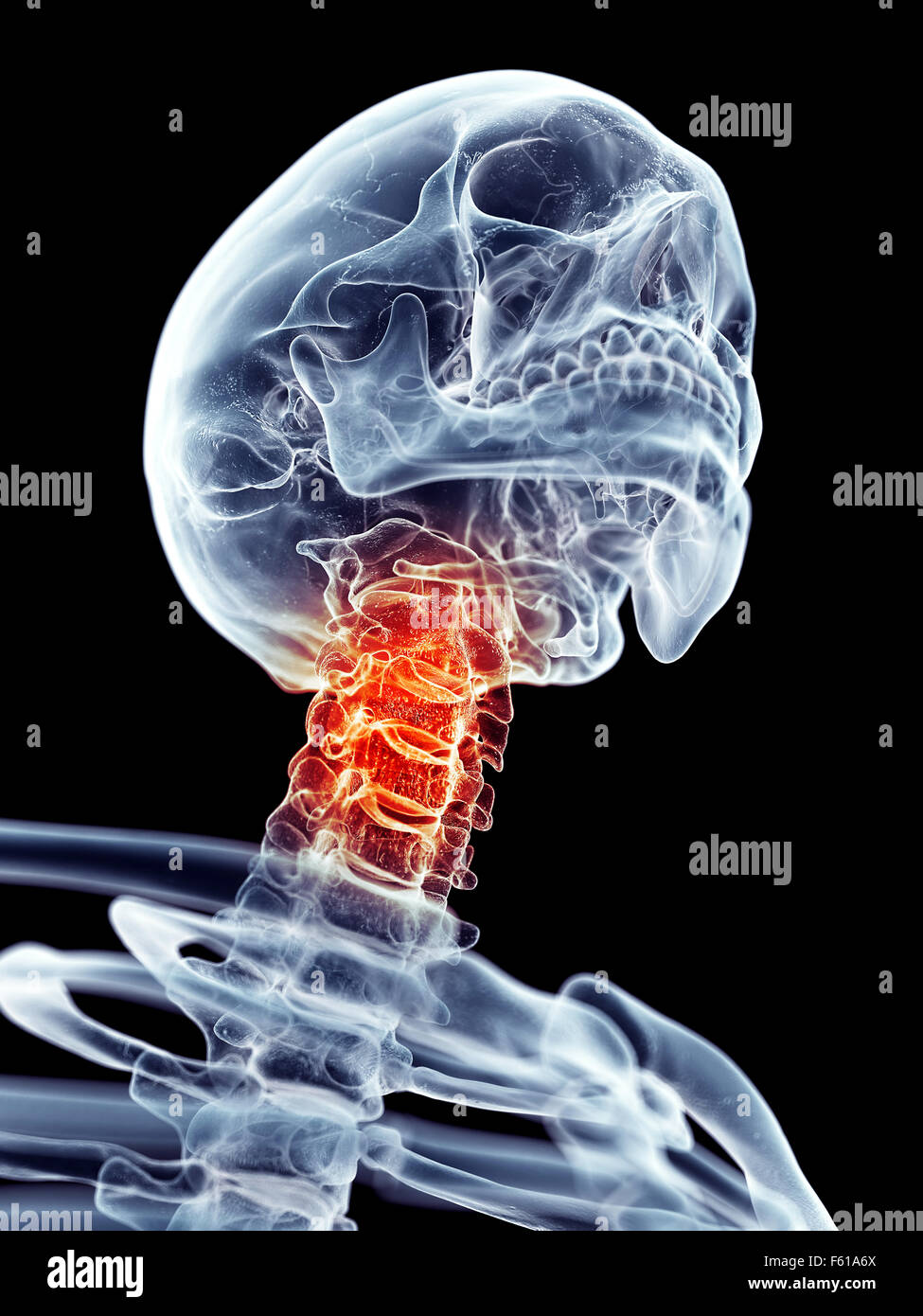 Human skull cervical spine illustration hi-res stock photography and ...