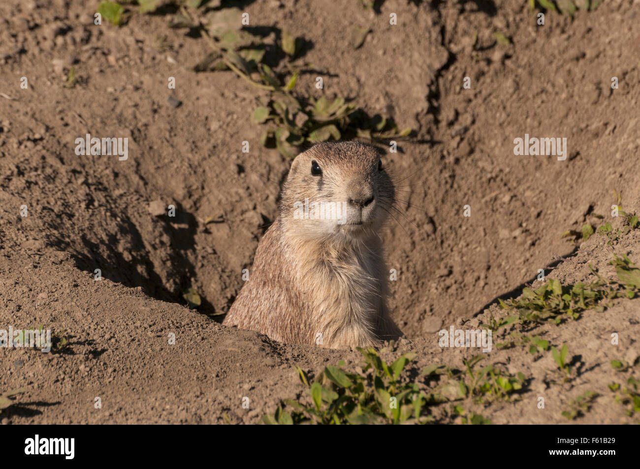 Black-tailed Prairie Dog (Cynomys ludovicianus) at its burrow in a Prairie Dog Town (Coterie) in the South Unit of the Theodore Stock Photo
