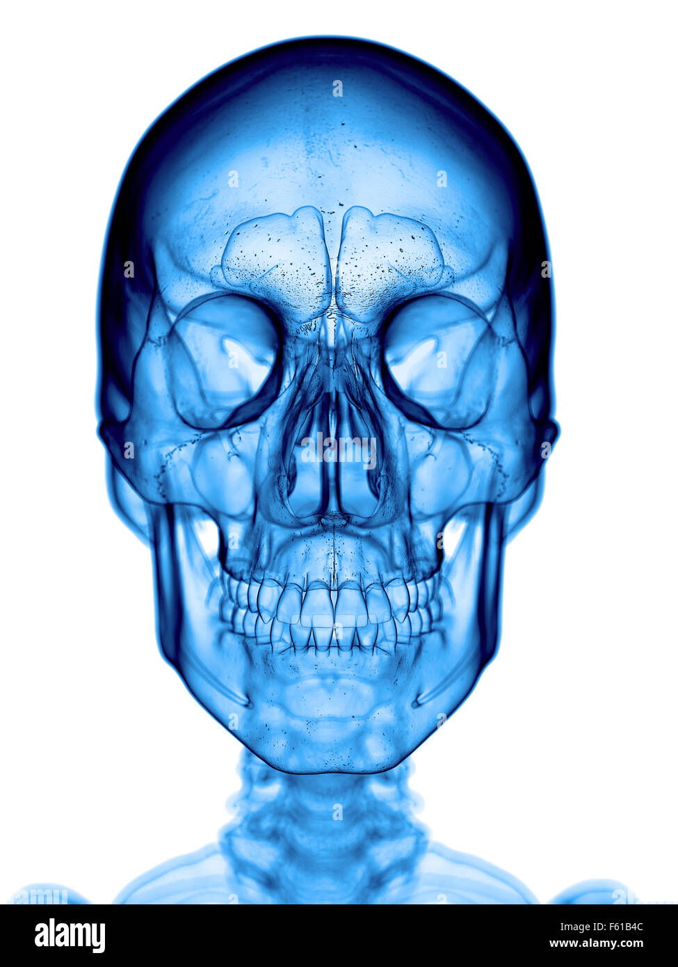 medically accurate illustration of the human skull Stock Photo