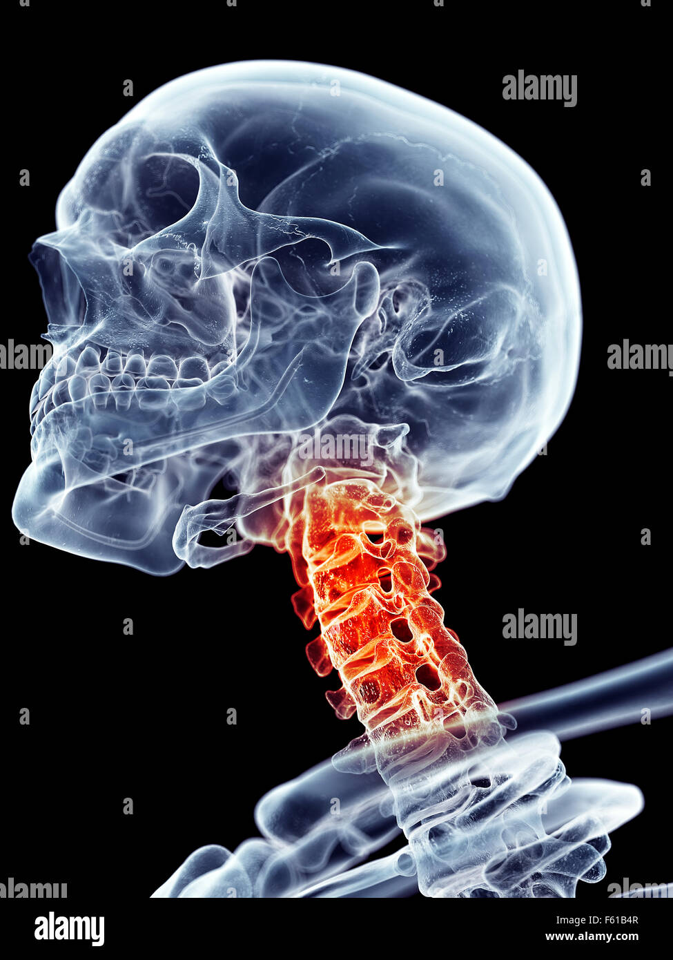 Human skull cervical spine illustration hi-res stock photography and ...