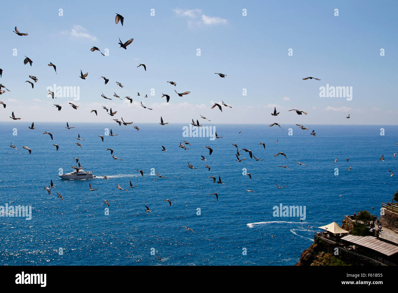 Flock of birds at the sea Stock Photo