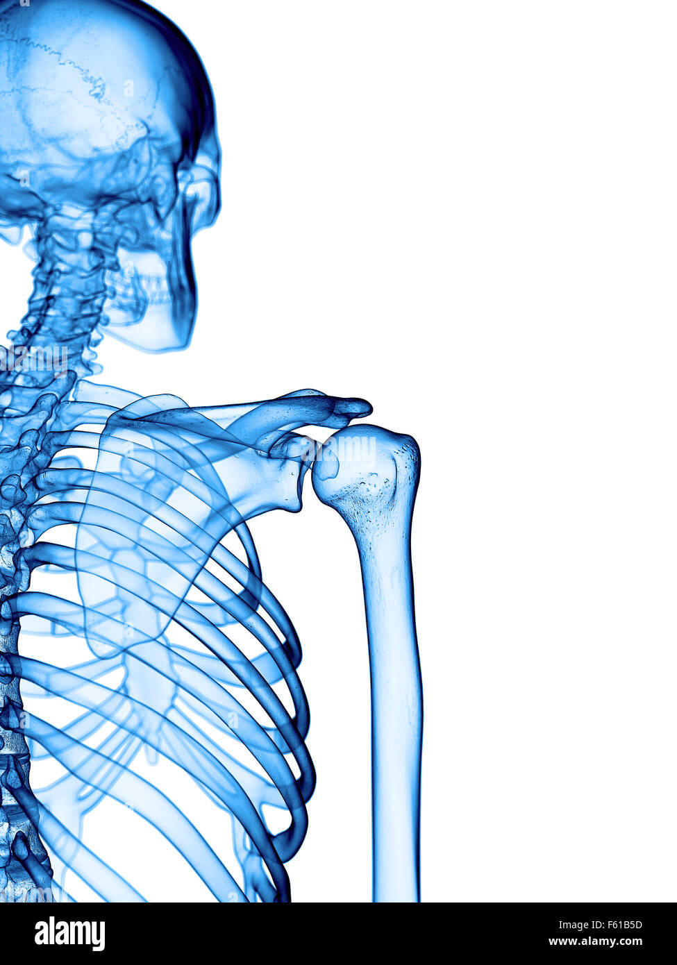 medically accurate illustration of the skeletal shoulder Stock Photo