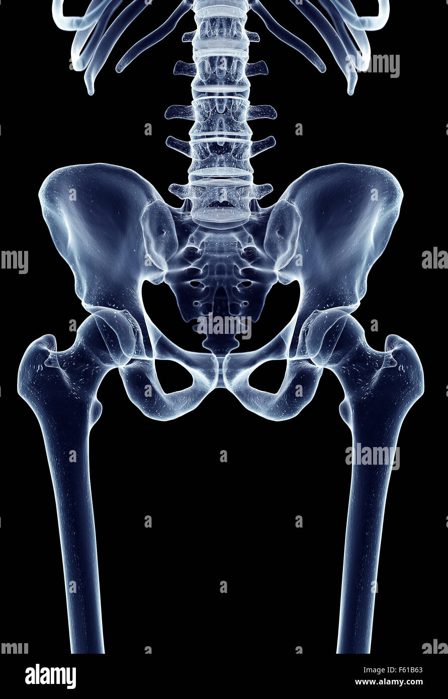 medically accurate illustration of the hip joint Stock Photo